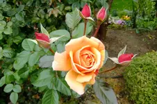 2016_1015163okt0001.webp