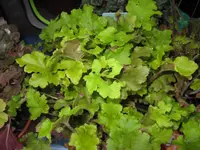 marmelade_1280x960.webp