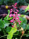 Heuchera Little Cutie `Sweet Tart`.jpg