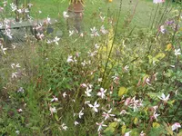 IMG_7500.jpg