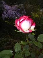 P1240488.webp