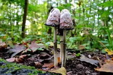 2016-10-14-9832.webp
