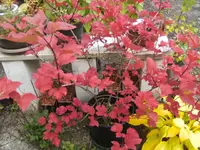 BILD5960.webp