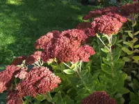 BILD5965.webp