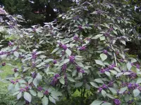 BILD5946.webp