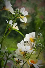 DSCF7675 (2).webp