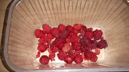 IMG-20161020-WA0001.webp
