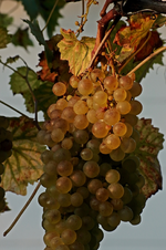 Trauben_golden_Oktober_sunset_reif_Herbst3_800.webp