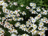 P1020109.webp