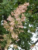 P1020111.webp