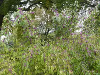 P1020112.webp