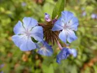 P1020114Willmotts Hornnarbe.jpg