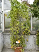 P1020130.webp