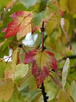 P1020146.webp
