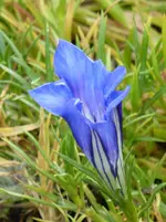 P1020152Chinesischer Herbstenzian.webp