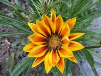 P1020157.webp