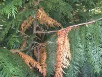 BILD5973.webp