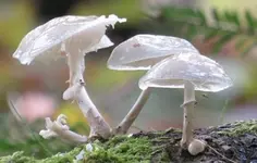 pilz3.webp