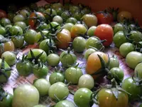 IMGP9907.webp