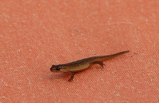 Teichmolch1_ca 5-6cm lang4_900.webp