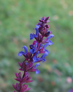 blue (88).webp