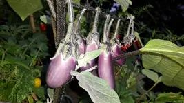 20160908_070141.webp