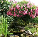 schirmrose ___.webp