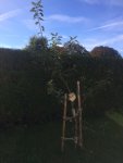 Baum11.jpg