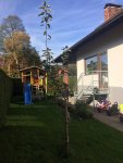 Baum22.jpg