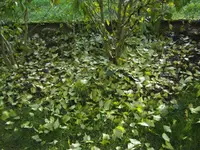 BILD5987.webp