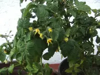 BILD6004.webp