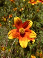 P1020175Zweizahn.webp