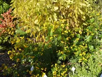 P1020194Gewürzrinde.webp