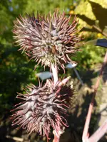 P1020193.webp