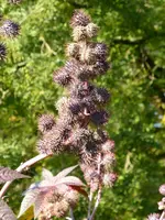 P1020192.webp