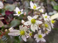 P1240535.webp