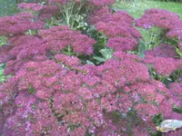 BILD5986.webp