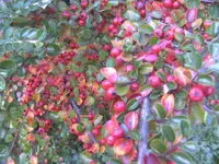 BILD5991.webp