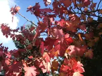 BILD5993.webp