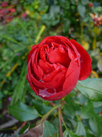 P1130146.webp