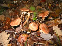 IMG_7519.webp