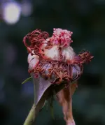 rsn2016 (14).webp