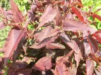 Bilda2305.webp