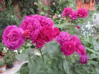 IMG_3027-001.JPG