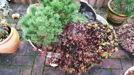 161021 Herbst Wännchen.webp