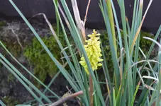 2016-10-24 Fackellilie.webp