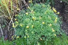 2016-10-24 Lerchensporn.webp