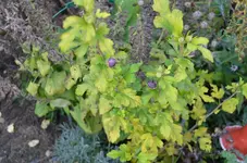 2016-10-24 Gartenhibiskus.webp