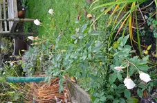 2016-10-24 Schneewittchen1.JPG