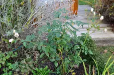 2016-10-24 Schneewittchen2.webp